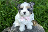 Korean Blue Eyed Sina, a female Morkie for sale in Barren Springs, VA – 1 of 10