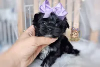 Rare Korean Moana , a female Morkie for sale in Barren Springs, VA – 8 of 10
