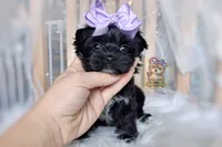 Rare Korean Moana , a female Morkie for sale in Barren Springs, VA – 6 of 10