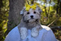Thicket, a male Morkie for sale in Barren Springs, VA – 4 of 4