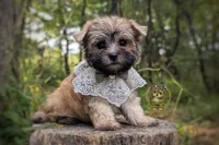 Anchor, a male Morkie for sale in Barren Springs, VA – 4 of 7