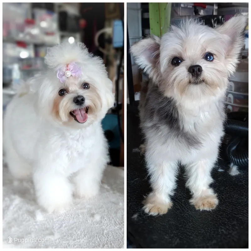 Upcoming Rare Morkipoos