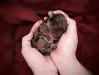 Upcoming Rare Morkipoos, a  Maltipoo and Yorkshire Terrier for sale in Barren Springs, VA – Photo 9 of 10