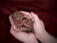 Upcoming Rare Morkipoos, a  Maltipoo and Yorkshire Terrier for sale in Barren Springs, VA – Photo 8 of 10