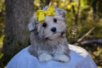 Thicket, a male Morkie for sale in Barren Springs, VA – 3 of 4