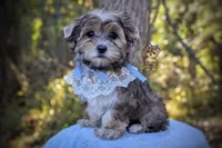 Thistle, a male Morkie for sale in Barren Springs, VA – 2 of 4