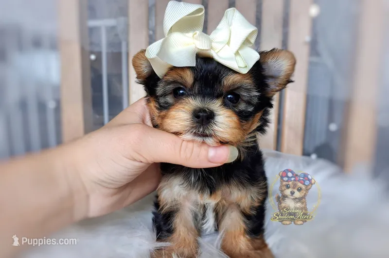 Korean Tala  – Morkie puppy on hold in Barren Springs, VA
