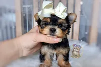 Korean Tala , a female Morkie for sale in Barren Springs, VA – 1 of 9