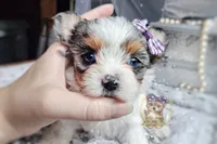 Korean Merle Sina, a female Morkie for sale in Barren Springs, VA – 6 of 6