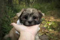 Anchor, a male Morkie for sale in Barren Springs, VA – 2 of 7