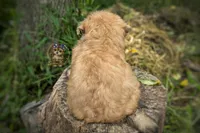 Anchor, a male Morkie for sale in Barren Springs, VA – 6 of 7