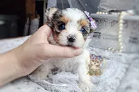 Korean Merle Sina, a female Morkie for sale in Barren Springs, VA – 4 of 6