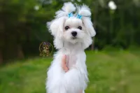 Korean Teddybear Snowball, a male Maltese for sale in Barren Springs, VA – 4 of 6