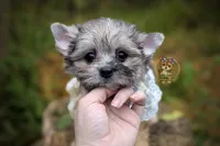 Rare Merle Beacon, a male Morkie for sale in Barren Springs, VA – 2 of 4