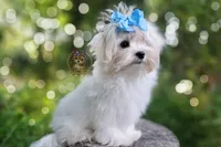 Korean Babydoll Heimerdinger , a male Havamalt for sale in Barren Springs, VA – 2 of 6