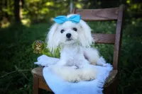 Korean Teddybear Snowball, a male Maltese for sale in Barren Springs, VA – 3 of 10