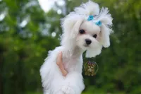 Korean Teddybear Snowball, a male Maltese for sale in Barren Springs, VA – 2 of 6