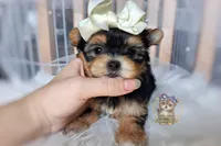 Korean Tala , a female Morkie for sale in Barren Springs, VA – 4 of 9