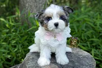 Korean Blue Eyed Sina, a female Morkie for sale in Barren Springs, VA – 3 of 10
