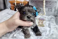 Rare Korean Merle Maui , a male Morkie for sale in Barren Springs, VA – 8 of 9