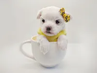 Korean Frost, a male Maltese for sale in Barren Springs, VA – Photo 2 of 9