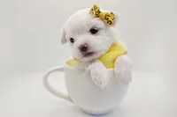 Korean Frost, a male Maltese for sale in Barren Springs, VA – Photo 6 of 9