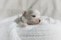 Korean Frost, a male Maltese for sale in Barren Springs, VA – Photo 5 of 9