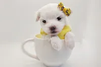 Korean Frost, a male Maltese for sale in Barren Springs, VA – Photo 3 of 9