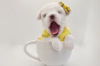 Korean Frost, a male Maltese for sale in Barren Springs, VA – Photo 4 of 9