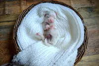 Korean Frost, a male Maltese for sale in Barren Springs, VA – Photo 8 of 9