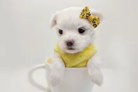 Korean Frost, a male Maltese for sale in Barren Springs, VA – Photo 1 of 9