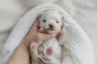 Korean Frost, a male Maltese for sale in Barren Springs, VA – Photo 7 of 9