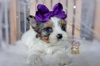 Korean Blue Eyed Sina, a female Morkie for sale in Barren Springs, VA – 8 of 10