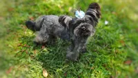 Rare Russian Silver Mithril , a female Yorkshire Terrier for sale in Barren Springs, VA – 3 of 4