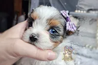 Korean Merle Sina, a female Morkie for sale in Barren Springs, VA – 2 of 6