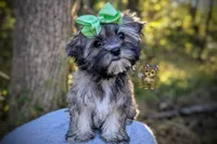 Tumbleweed, a male Morkie for sale in Barren Springs, VA – 2 of 5