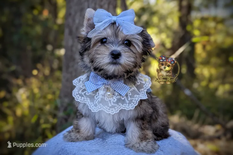 Thistle – Morkie puppy for sale in Barren Springs, VA