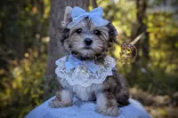 Thistle, a male Morkie for sale in Barren Springs, VA – 1 of 4