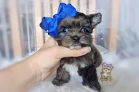 Rare Korean Merle Maui , a male Morkie for sale in Barren Springs, VA – 2 of 10