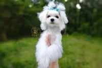 Korean Teddybear Snowball, a male Maltese for sale in Barren Springs, VA – 5 of 6
