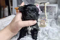 Rare Korean Moana , a female Morkie for sale in Barren Springs, VA – 4 of 5