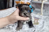 Rare Korean Merle Maui , a male Morkie for sale in Barren Springs, VA – 5 of 9