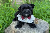 Rare Korean Moana , a female Morkie for sale in Barren Springs, VA – 3 of 10