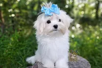 Korean Babydoll Heimerdinger , a male Havamalt for sale in Barren Springs, VA – 4 of 6