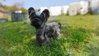 Rare Russian Silver Mithril , a female Yorkshire Terrier for sale in Barren Springs, VA – 4 of 4