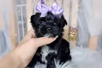 Rare Korean Moana , a female Morkie for sale in Barren Springs, VA – 5 of 10