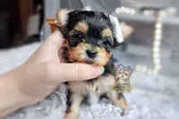Korean Tala , a female Morkie for sale in Barren Springs, VA – 3 of 5