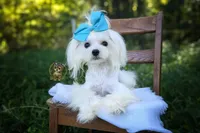 Korean Teddybear Snowball, a male Maltese for sale in Barren Springs, VA – 4 of 10