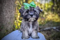 Tumbleweed, a male Morkie for sale in Barren Springs, VA – 3 of 5