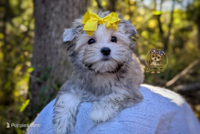 Thicket – Morkie puppy for sale in Barren Springs, VA